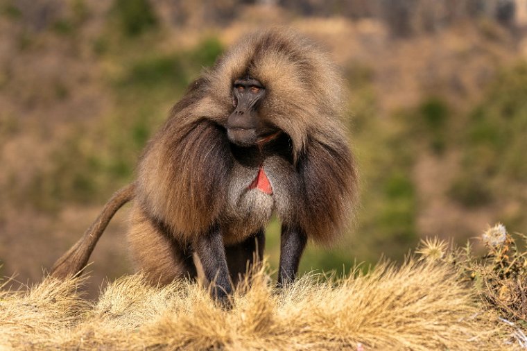 154 Simien Mountains, gelada.jpg